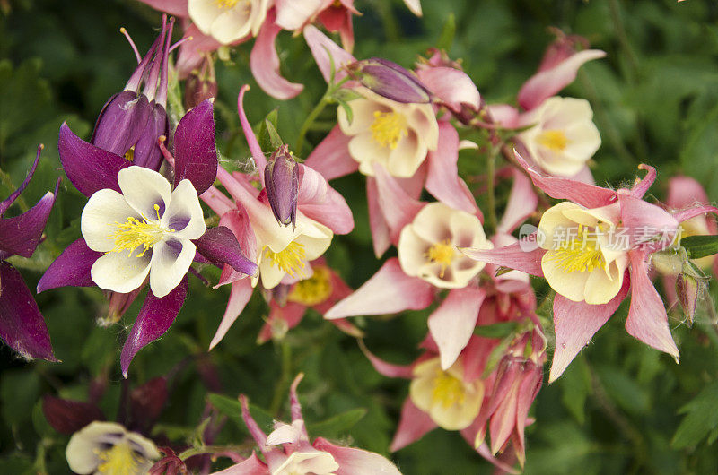 在巴塔哥尼亚的Aquilegia Caerulea花